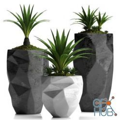 3D model Agave plants in a pots