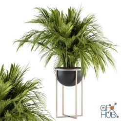 3D model indoor Plant Set 158 - Tropical Plant