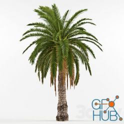 3D model Phenicus Canary / Phoenix Canariensis Palm
