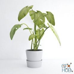3D model Young monstera in a pot
