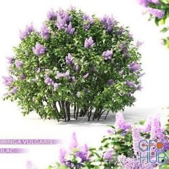 3D model Lilac blooming №2 (Vray, Corona)