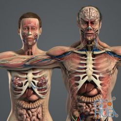 3D model TurboSquid – Male and Female Anatomy Full Pack V05