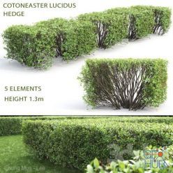 3D model Cotoneaster shiny hedgerow # 3