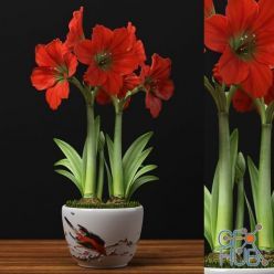 3D model RED AMARYLLIS