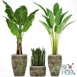 3D model Collection of plants in pots 37