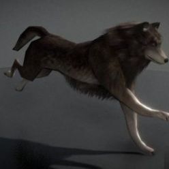 3D model Animated Wolf (FBX)