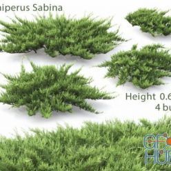 3D model Juniperus Sabina