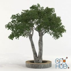 3D model Ficus benjamina tree