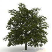 3D model Norway Maple Acer platanoides