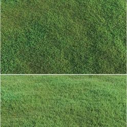 3D model Lawn grass (Vray, Corona)