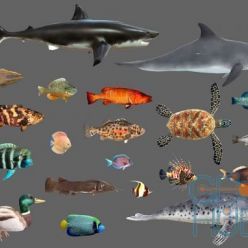 3D model Cubebrush – Low poly Fish Collection Animated Pack 2