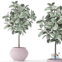 3D model FICUS 2 BIG (3D MAX 2011, fbx)