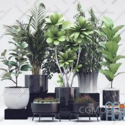 3D model Plant Compilation 10