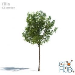 3D model Realistic Tilia tree