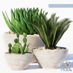 3D model PLANTS 150