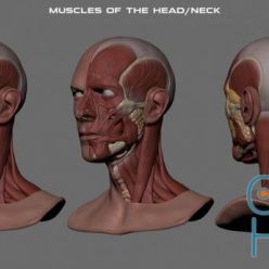 3D model David Bowie Face Anatomy – Ecorche