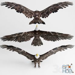 3D model Hawk