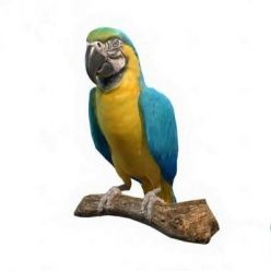 3D model Blue and Gold Macaw Parrot