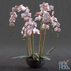 3D model Orchid