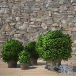 3D model Green bush in a pot