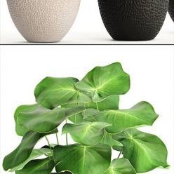 3D model Collection of plants 116