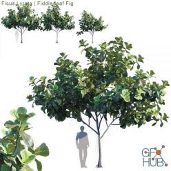 3D model Ficus Lyrata Feed-leaf fig (max, fbx)