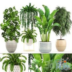 3D model Collection of plants