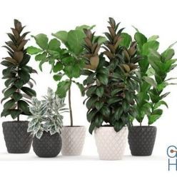 3D model Ficus trees set (max, obj)