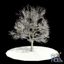 3D model Snow covered tree
