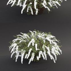 3D model Spirea Gray Grefsheim