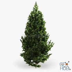 3D model Cgtrader – Fir Tree