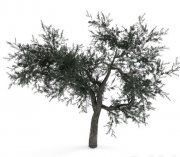 3D model Olive tree for landscape