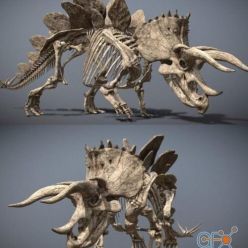3D model Stegoceratops Skeleton PBR