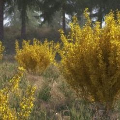 3D model VIZPARK – Forsythia Bushes: Set of 10 3D-Shrubs