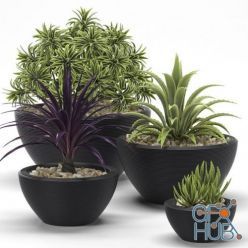 3D model Succulents, dracaena, aloe plant set