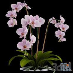 3D model Pink orchid (max 2011, obj)