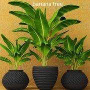 3D model Three banana palms