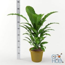 3D model Calatea plant H80cm