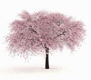 3D model Sour cherry – Prunus cerasus