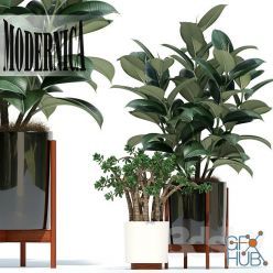3D model Plants collection in a Modernica pots