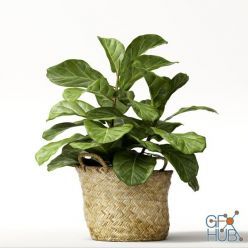 3D model Ficus lyrata in wicker pot