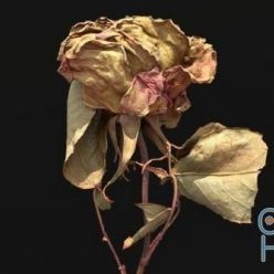 3D model Dried Rose Scanned (obj, tex)