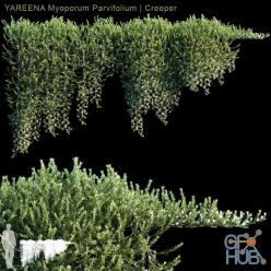 3D model YAREENA Myoporum Parvifolium creeper, 5 module (max, fbx)