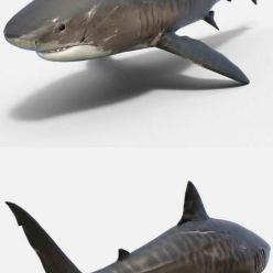 3D model Tiger Shark