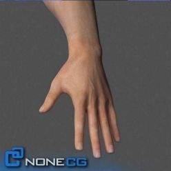 3D model 3D Adult Male Arms and Hands Rigged