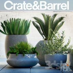 3D model Crate & Barrel - PLANTS 78