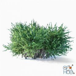 3D model Large square bush