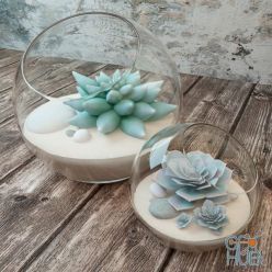 3D model 2 species of succulents in glass vases