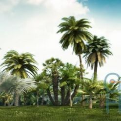 3D model R&D Group – iTrees Palms vol.1