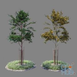 3D model Young tree 04
